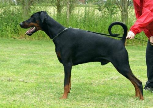 Dobermundes Nobleman Perfect | Black Doberman Pinscher