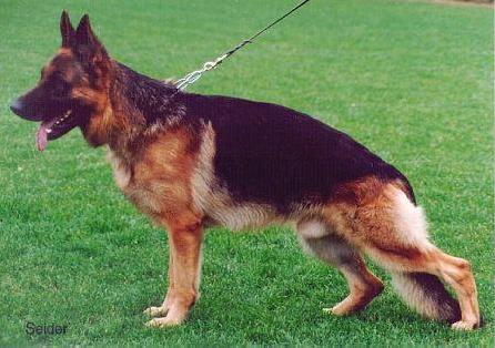 Scott von Deodatus | German Shepherd Dog 