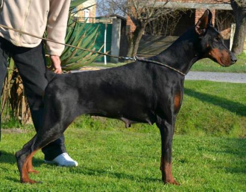 Mia the Best Line | Black Doberman Pinscher