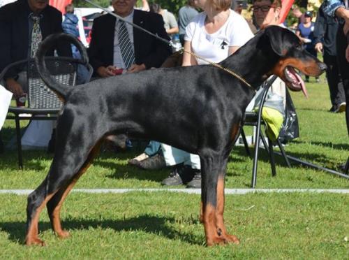 Grumium Fahrenheit | Black Doberman Pinscher