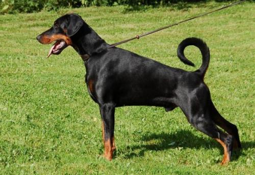 Grumium Flare Star | Black Doberman Pinscher