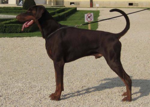 Torontos Cooper | Brown Doberman Pinscher