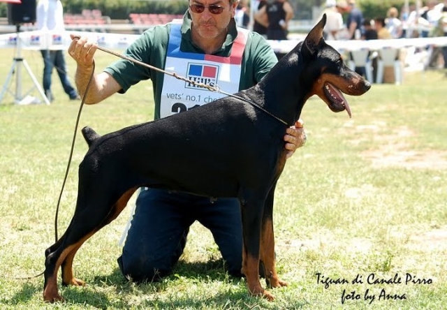 Tiguan del Canale di Pirro | Black Doberman Pinscher