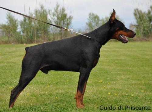 Guido di Prisconte | Black Doberman Pinscher