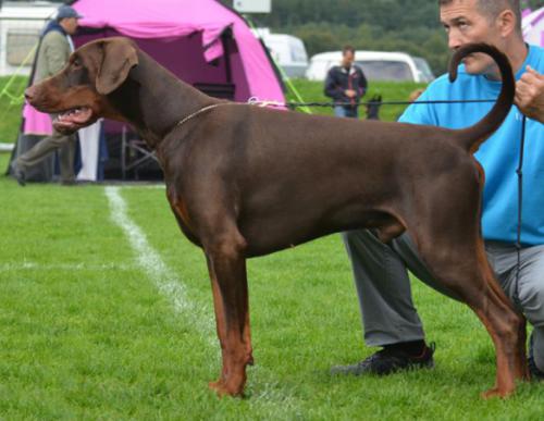 Dobergaarden Forever Supreme Rocky | Brown Doberman Pinscher