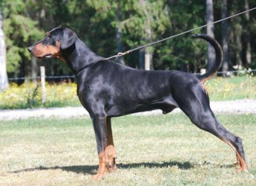 Go On Forever Guardian Geronimo | Black Doberman Pinscher