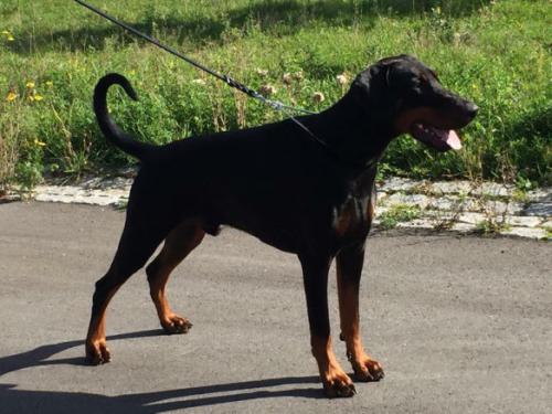 Los Hushers Carzan | Black Doberman Pinscher