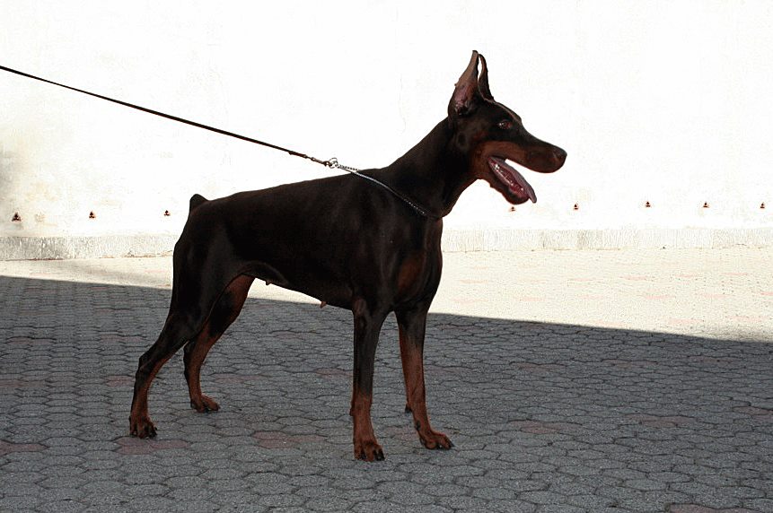 Kira di Prisconte | Brown Doberman Pinscher