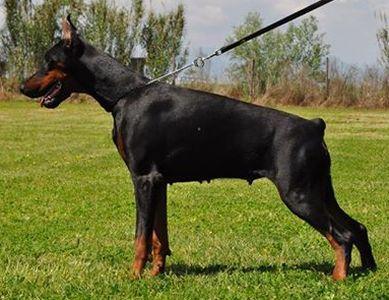 Uappa Wanda di Prisconte | Black Doberman Pinscher