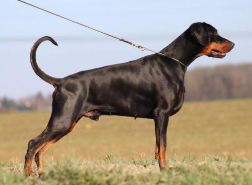 Jakin-F'Hiram du Reflet des Songes | Black Doberman Pinscher