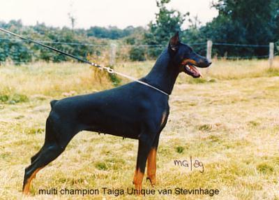 Taiga-Unique v. Stevinhage | Black Doberman Pinscher