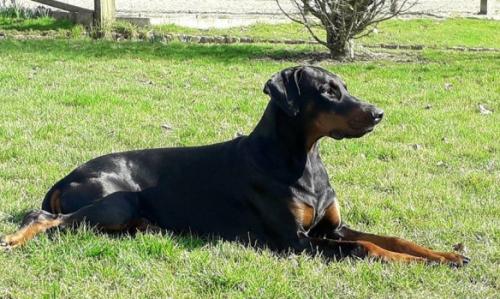 Just-For-Me-Jack v. Gorrissen's Rijsel | Black Doberman Pinscher