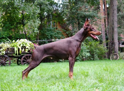 Una Priora Optima | Brown Doberman Pinscher