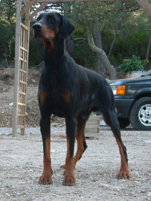 Baal-Tsaphon des Sentiers Battus | Black Doberman Pinscher