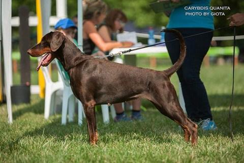 Carybdis Quanita | Brown Doberman Pinscher