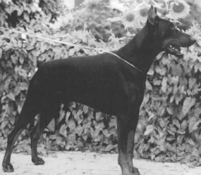 Joska Jakar v. Diaspora | Black Doberman Pinscher