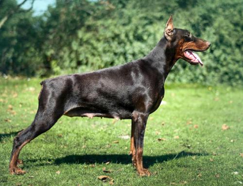 Tira Vento Kadarka | Brown Doberman Pinscher