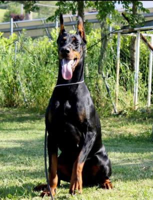 Zira Zayra del Monte Aspro | Black Doberman Pinscher