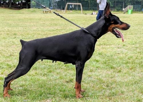 Armony Noir | Black Doberman Pinscher