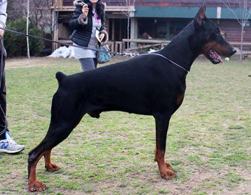 Born to be mine di Altobello | Black Doberman Pinscher