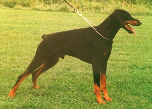 Gillian Gizmo v. Godelinde | Black Doberman Pinscher