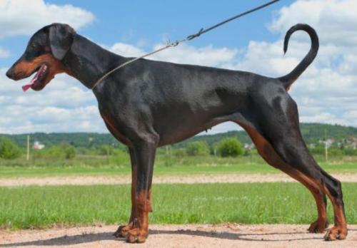 Berkeley  Anibag | Black Doberman Pinscher