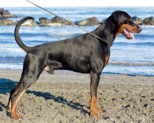 Ferro del Colle della Guardia | Black Doberman Pinscher