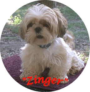 Glory Ridge A. May Zing | Shih Tzu 