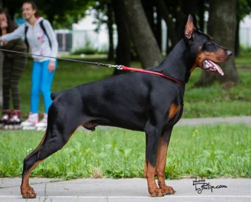 Qupidon v. Schwarze Kraft | Black Doberman Pinscher