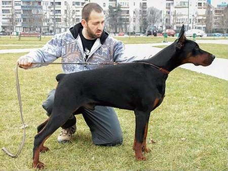 Quiz v. Schwarze Kraft | Black Doberman Pinscher