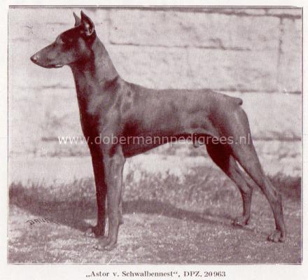 Astor v. Schwalbennest | Black Doberman Pinscher