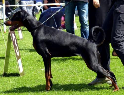 Dissanta v. Krukenberg | Black Doberman Pinscher