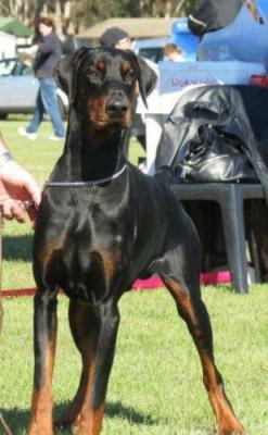 Donnehaus Dakar | Black Doberman Pinscher