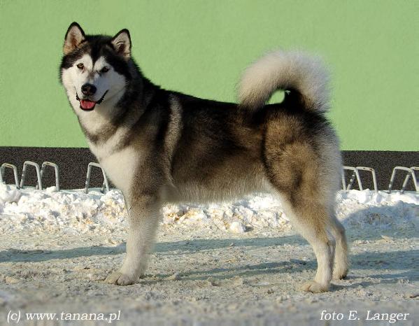 Malakwa Creek FIRST LOVE TAJGA | Alaskan Malamute 