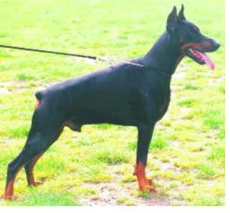 Fausto Les Deux Peupliers | Black Doberman Pinscher