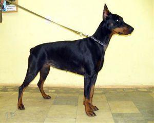 Brusnika Iz Piterskogo Dozora | Black Doberman Pinscher