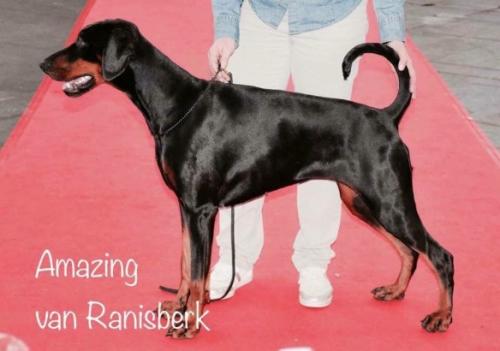 Amazing v. Ranisberk | Black Doberman Pinscher