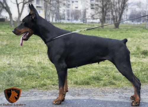 Fight Farrell Ginga House | Black Doberman Pinscher