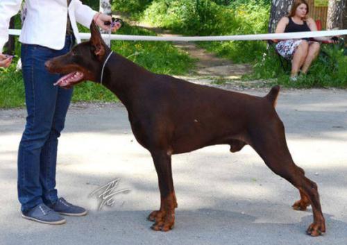 Santa Julf Valdis | Brown Doberman Pinscher