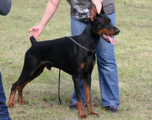 Santa Julf Ambassador | Black Doberman Pinscher