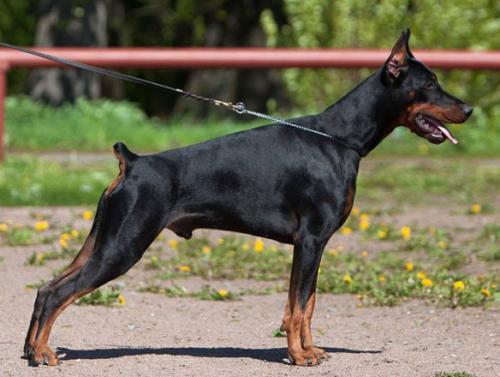 Santa Julf Aristokrat | Black Doberman Pinscher