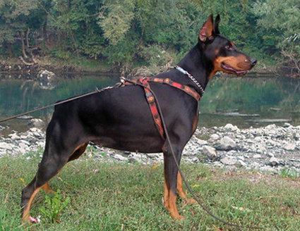 Belle de Jour Black Novak | Black Doberman Pinscher