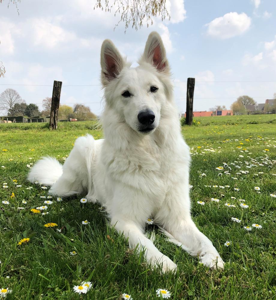 Shine a Light of Reckhem's Castle | White Swiss Shepherd Dog 