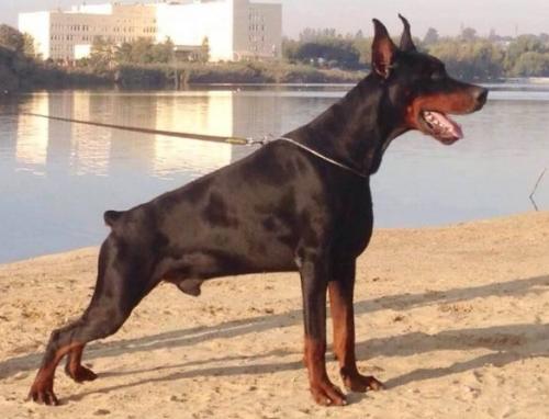 Pride of Russia Status | Black Doberman Pinscher