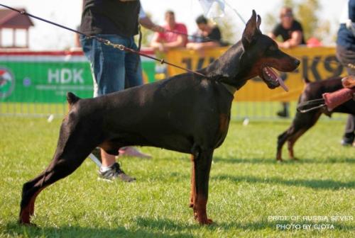 Pride of Russia Sever | Black Doberman Pinscher