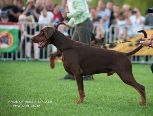 Pride of Russia Stalker | Brown Doberman Pinscher