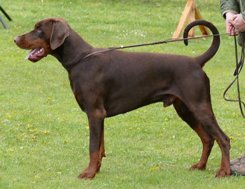 Pride of Russia Silvestr | Brown Doberman Pinscher