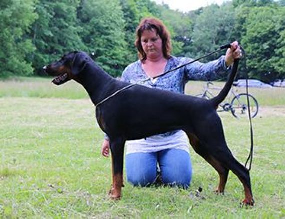 Athena Baltic Residence | Black Doberman Pinscher