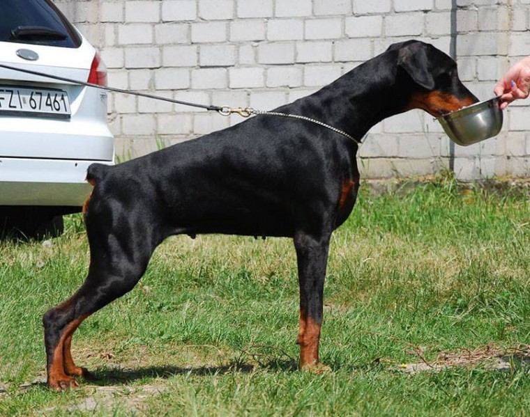 Ceres Daker Poland | Black Doberman Pinscher