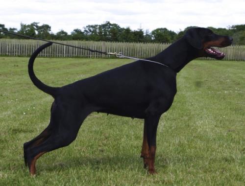 Dobergaarden Forever Kalina | Black Doberman Pinscher